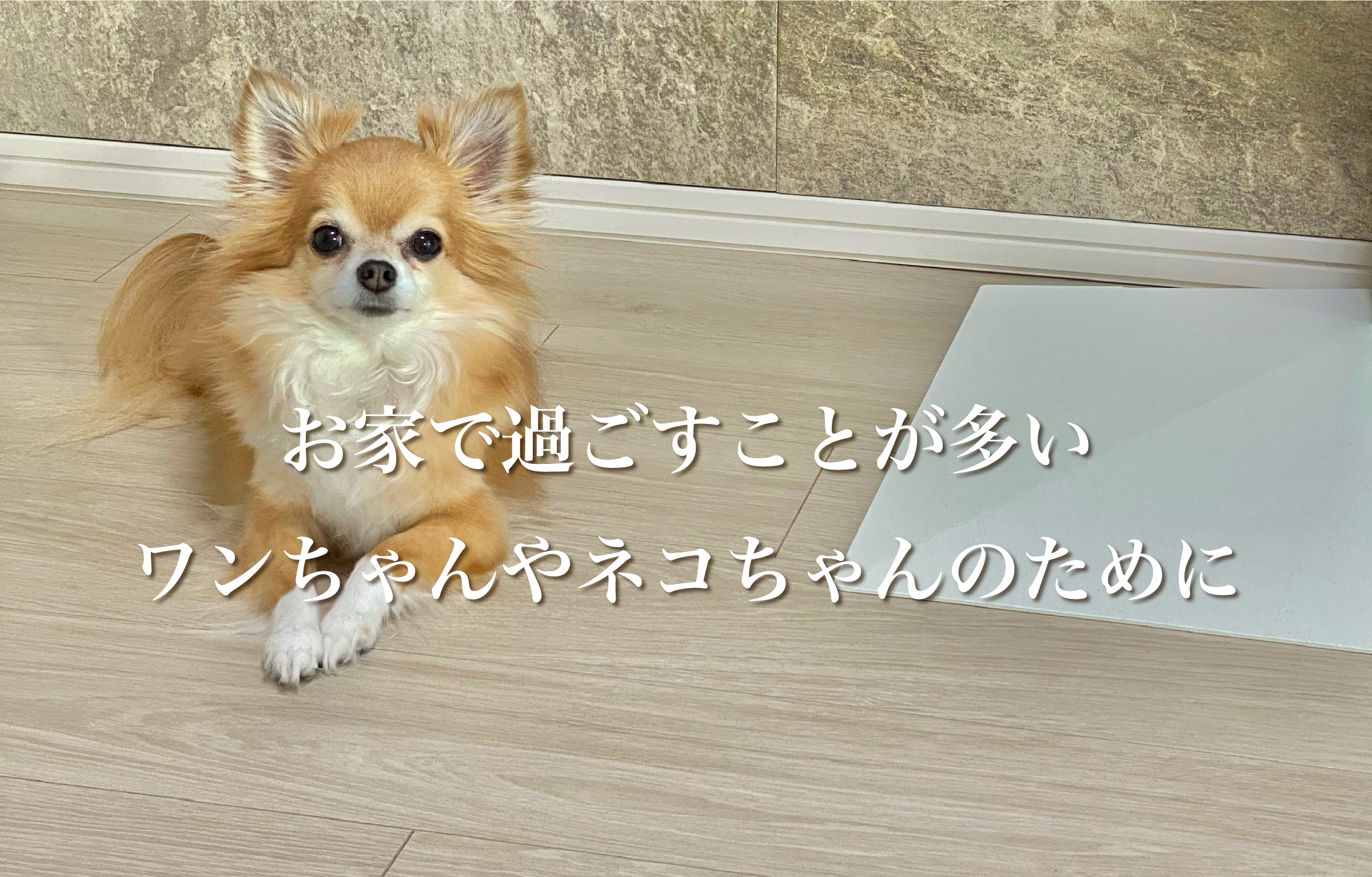 ペット対応フロアコーティング！